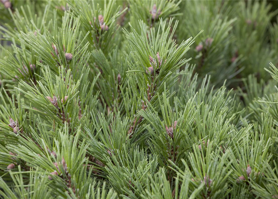 Pinus mugo subsp. mughus