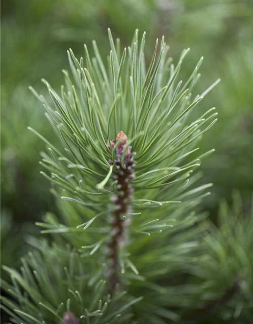 Pinus mugo subsp. mughus