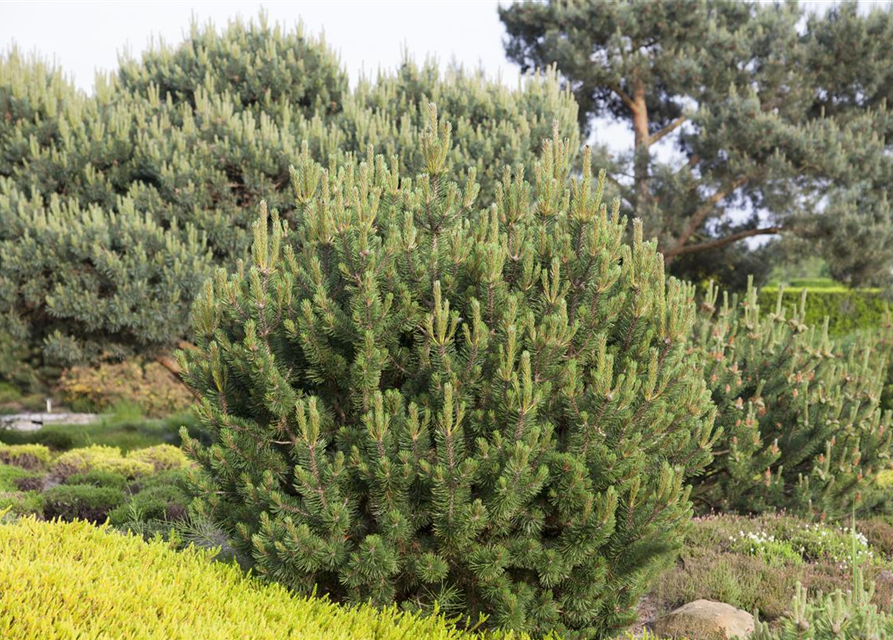 Pinus mugo var. pumilio