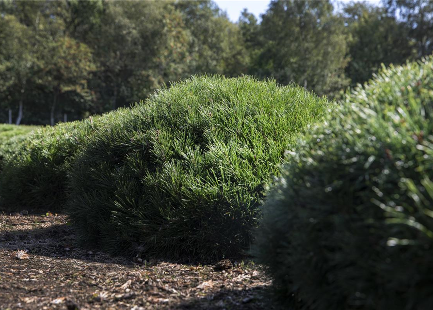 Pinus mugo var. pumilio