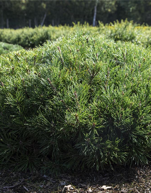 Pinus mugo var. pumilio