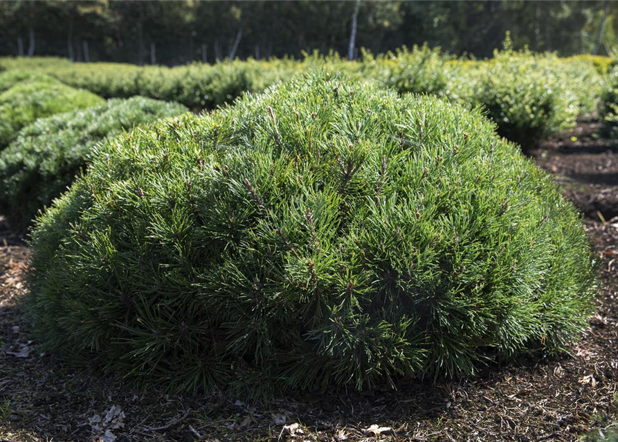 Pinus mugo var. pumilio