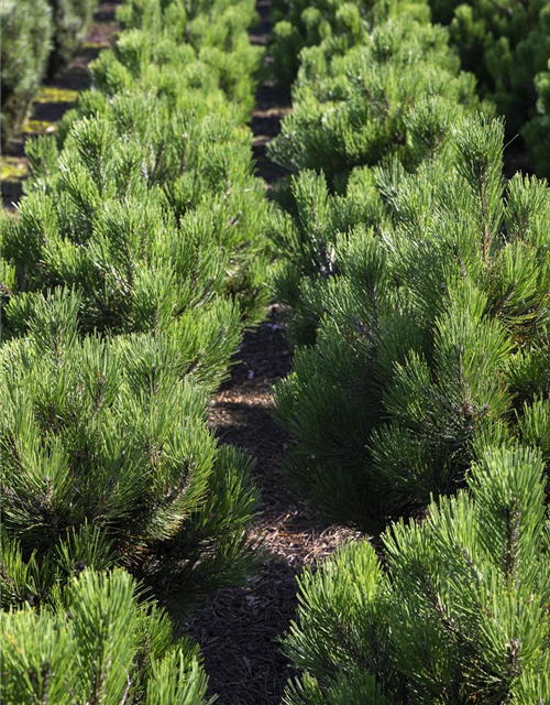 Pinus mugo var. pumilio