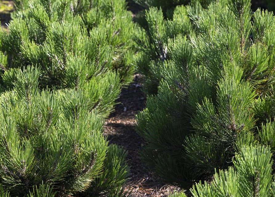 Pinus mugo var. pumilio