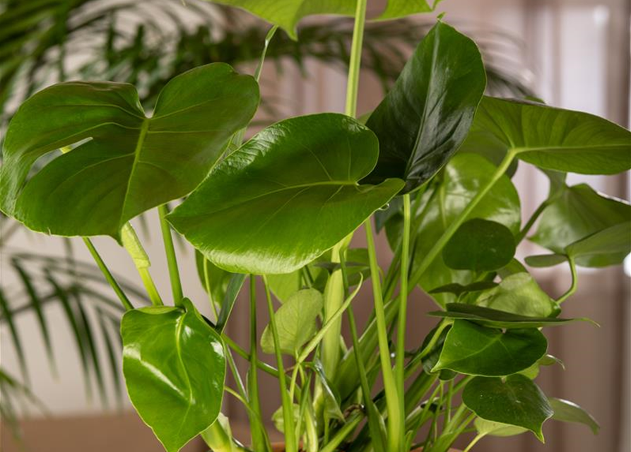 Monstera deliciosa