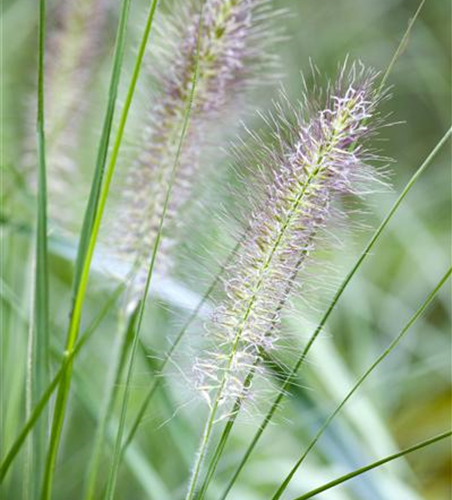 Pennisetum alopecuroides