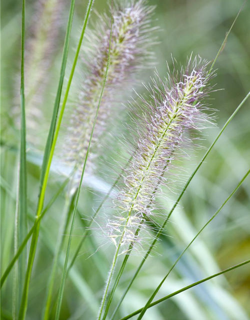 Pennisetum alopecuroides