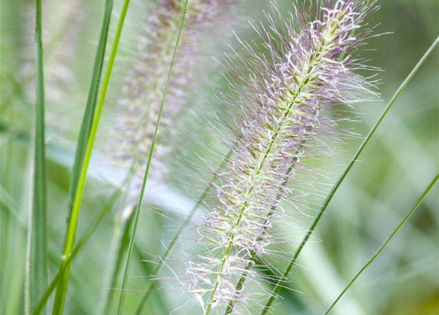 Pennisetum alopecuroides