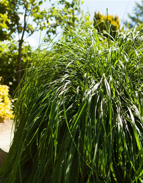 Pennisetum alopecuroides