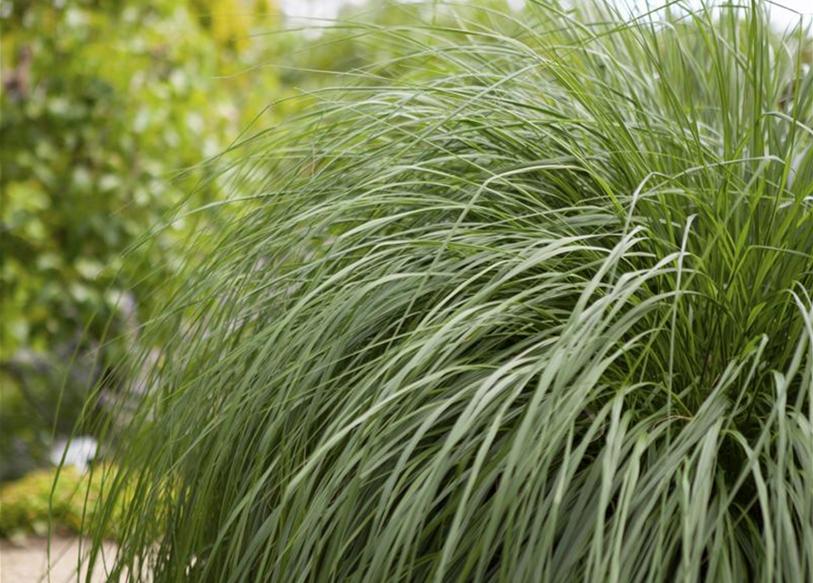 Pennisetum alopecuroides