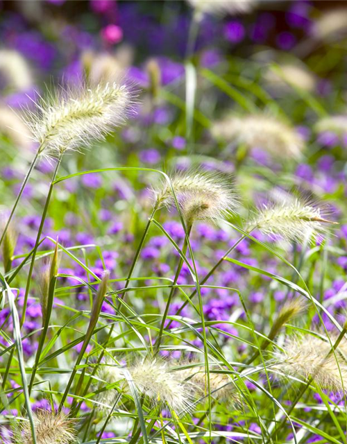 Pennisetum alopecuroides