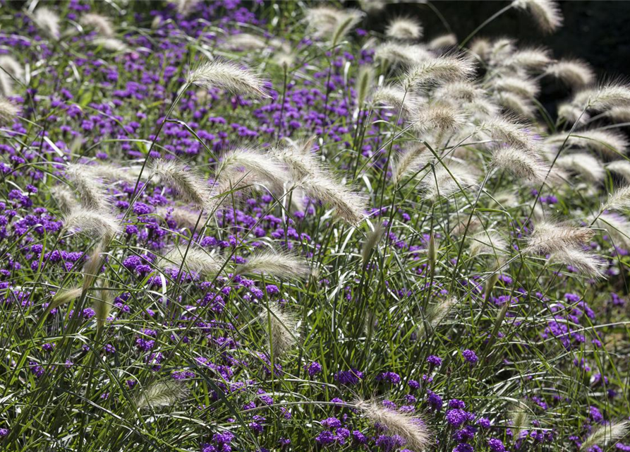 Pennisetum alopecuroides