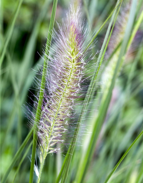 Pennisetum alopecuroides