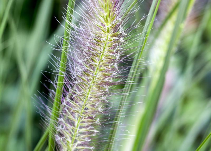 Pennisetum alopecuroides