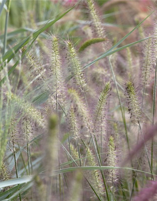 Pennisetum alopecuroides 'Hameln'