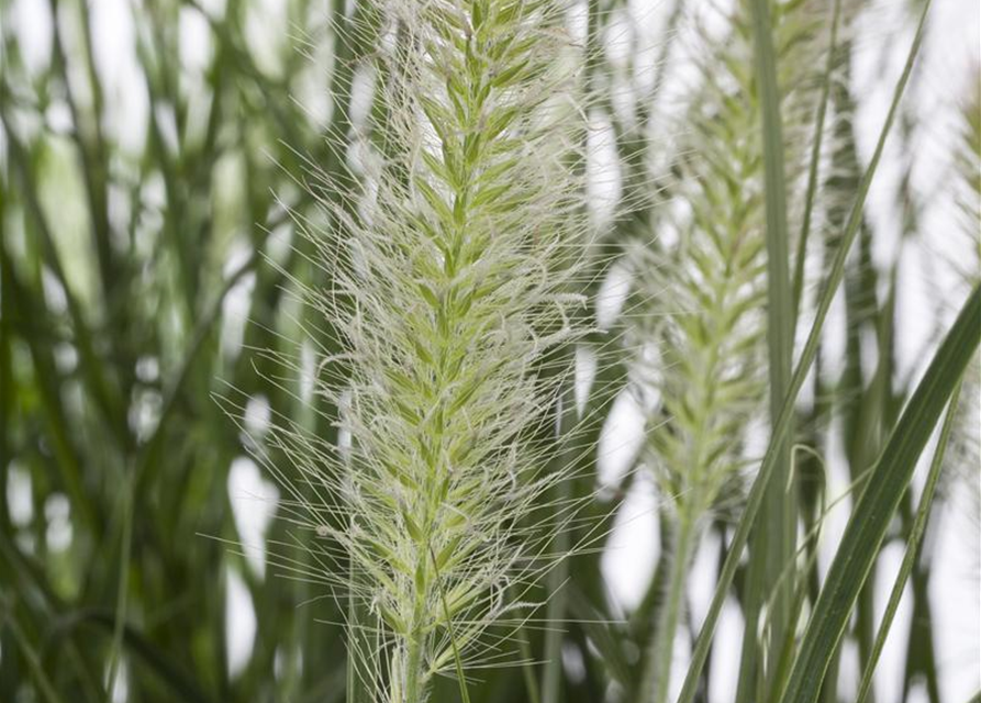 Pennisetum alopecuroides 'Hameln'