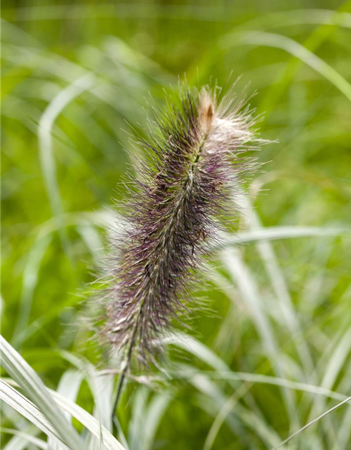 Pennisetum alopecuroides