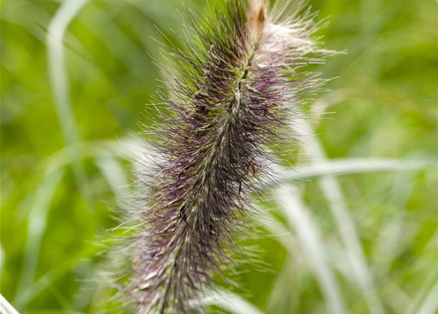 Pennisetum alopecuroides