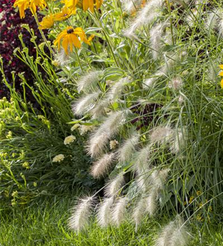 Pennisetum alopecuroides 'Hameln'