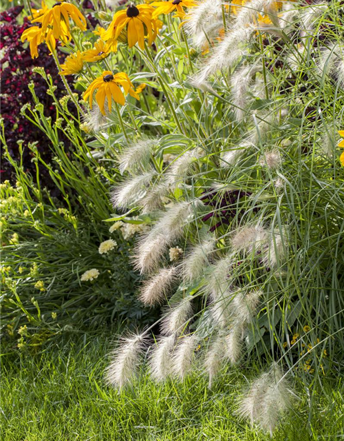 Pennisetum alopecuroides 'Hameln'