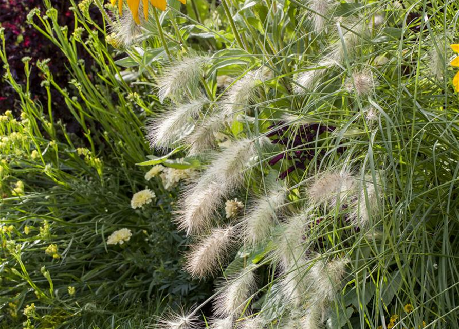 Pennisetum alopecuroides 'Hameln'