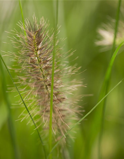 Pennisetum alopecuroides 'Little Bunny'