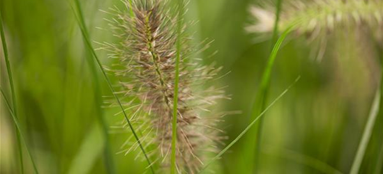 Pennisetum alopecuroides 'Little Bunny'