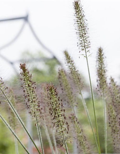 Pennisetum alopecuroides 'Hameln'