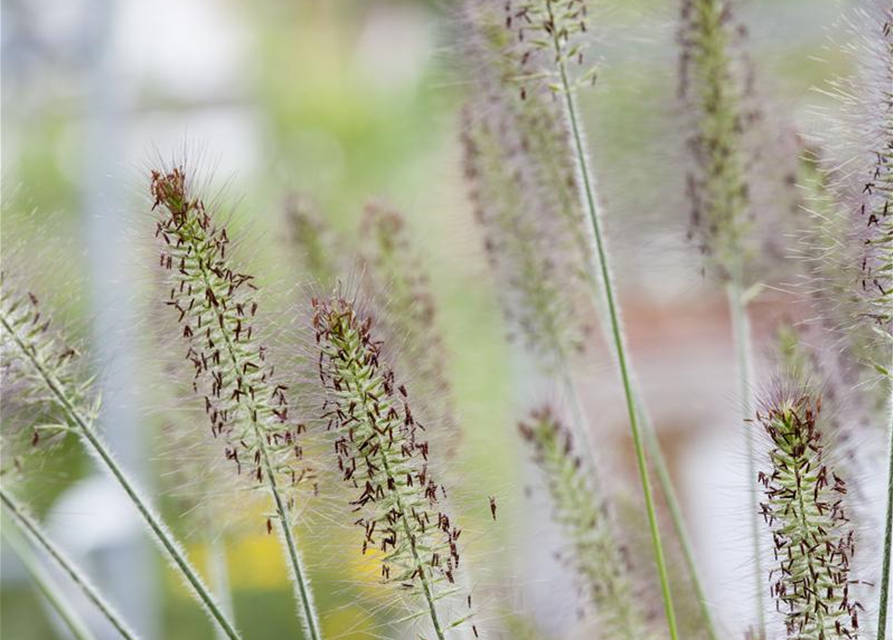 Pennisetum alopecuroides 'Hameln'