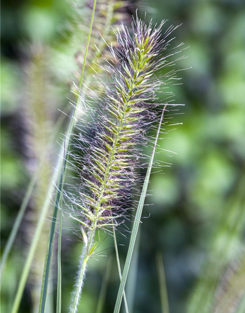 Pennisetum alopecuroides 'Hameln'