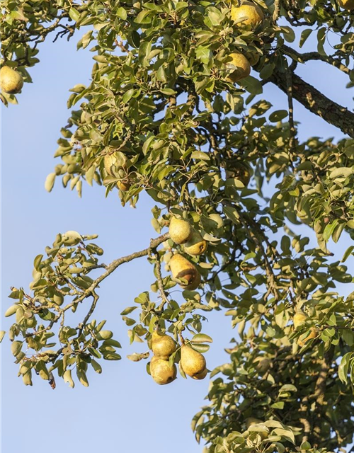 Pyrus communis