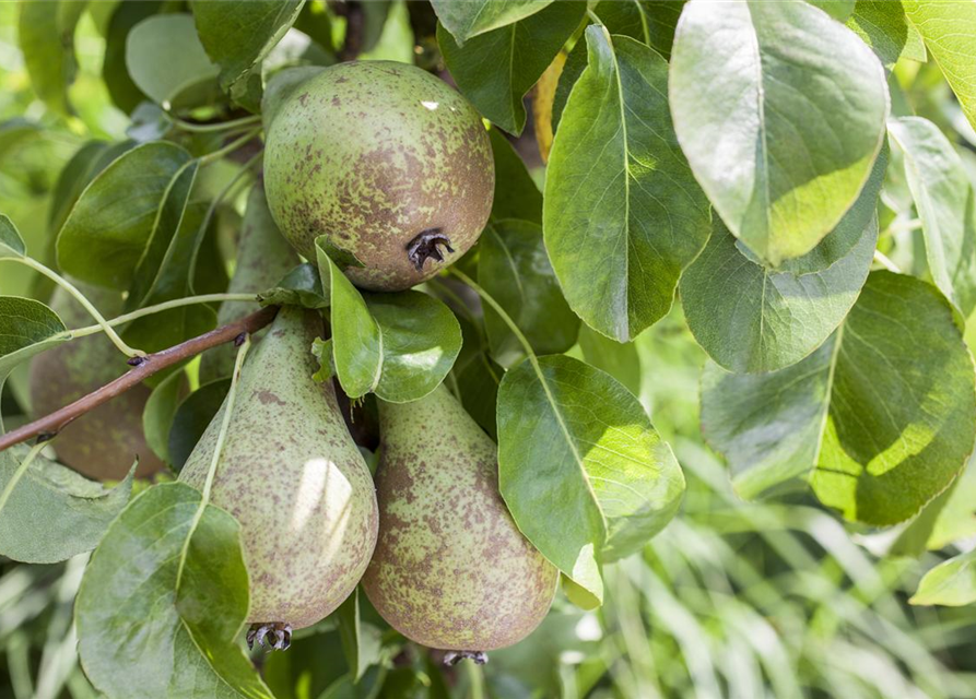 Pyrus communis