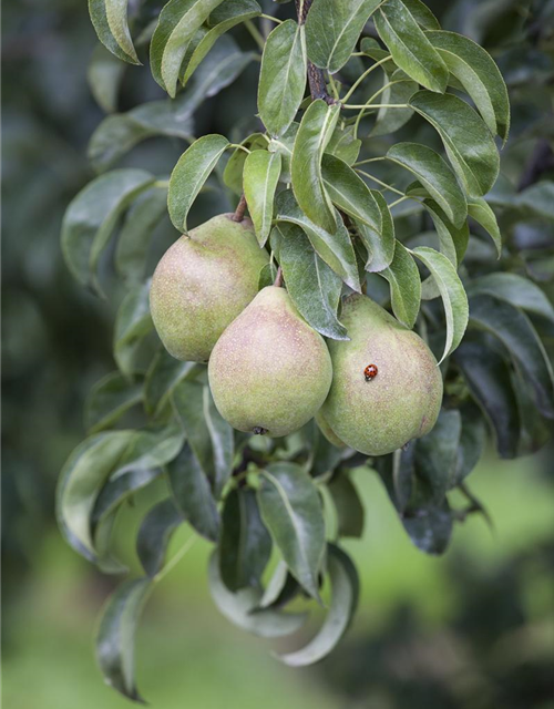 Pyrus communis