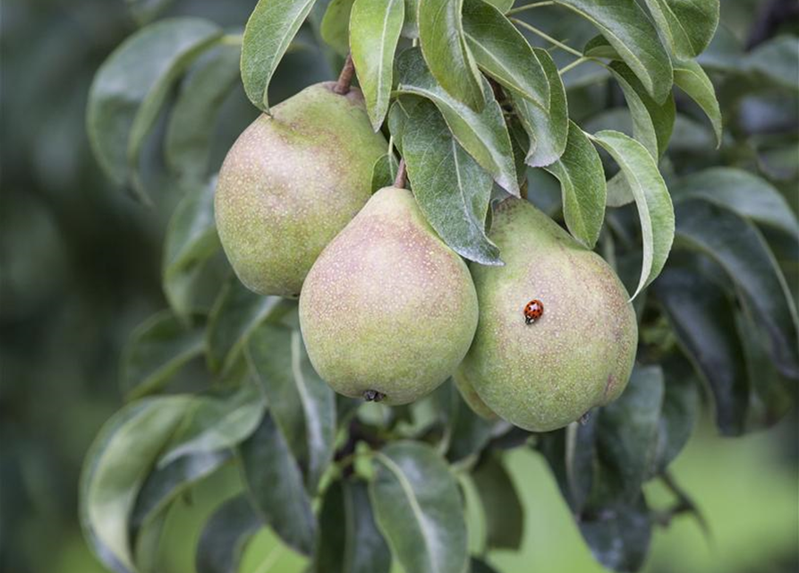 Pyrus communis