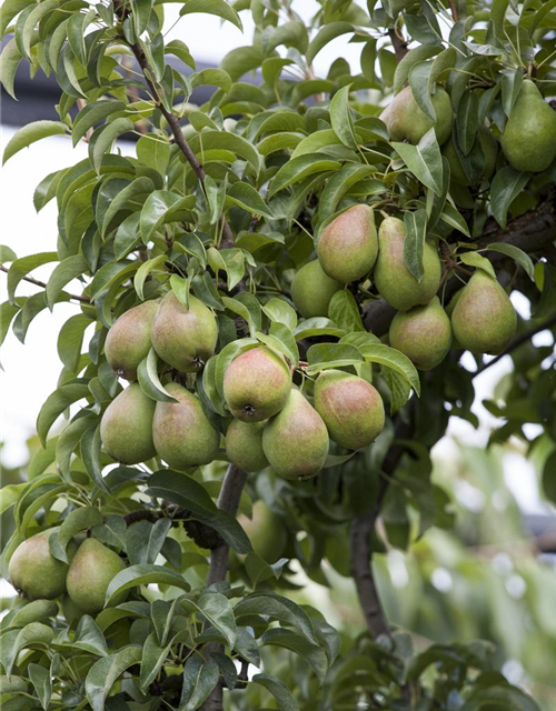 Pyrus communis