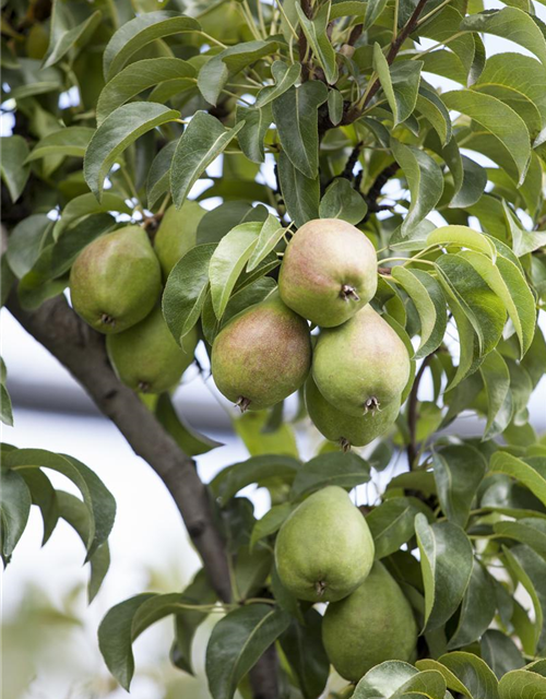 Pyrus communis