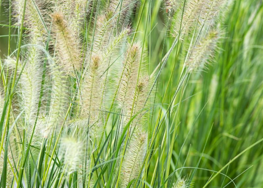 Pennisetum alopecuroides 'Little Bunny'