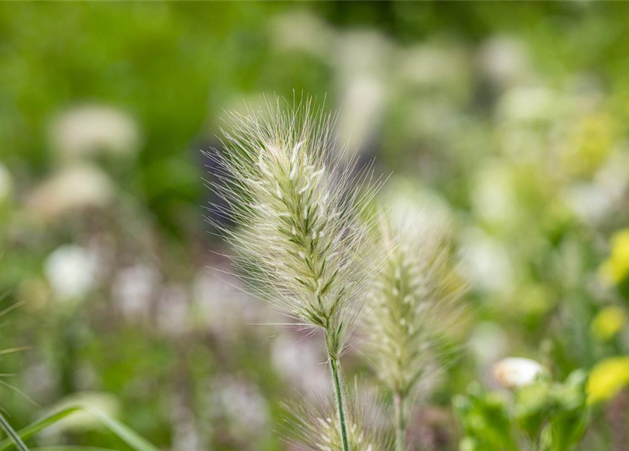 Pennisetum alopecuroides 'Little Bunny'