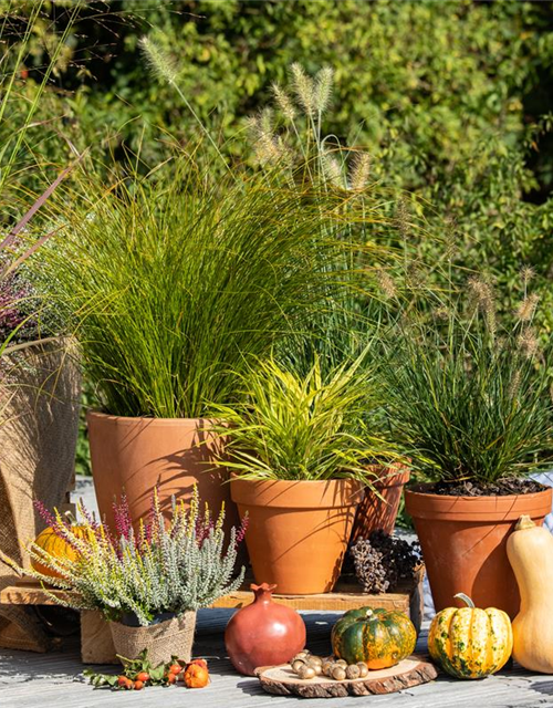 Pennisetum alopecuroides 'Little Bunny'