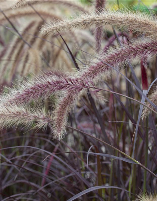 Pennisetum setaceum