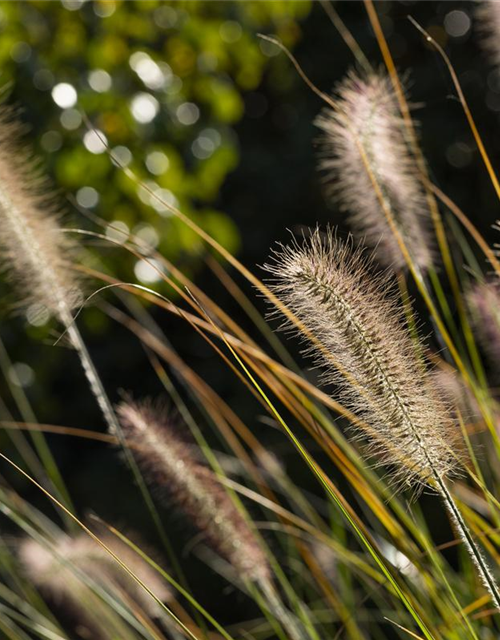 Pennisetum setaceum