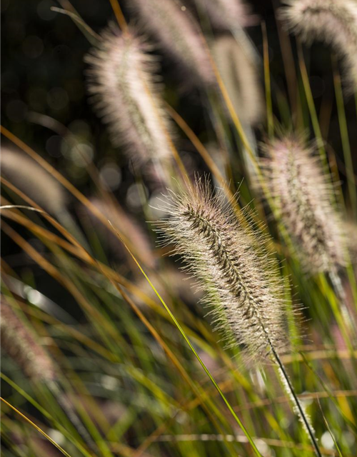 Pennisetum setaceum