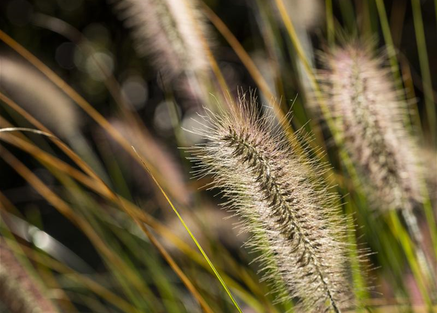 Pennisetum setaceum