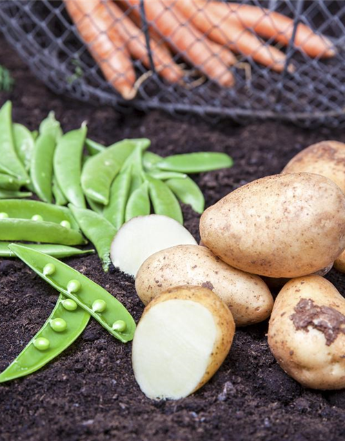 Solanum tuberosum