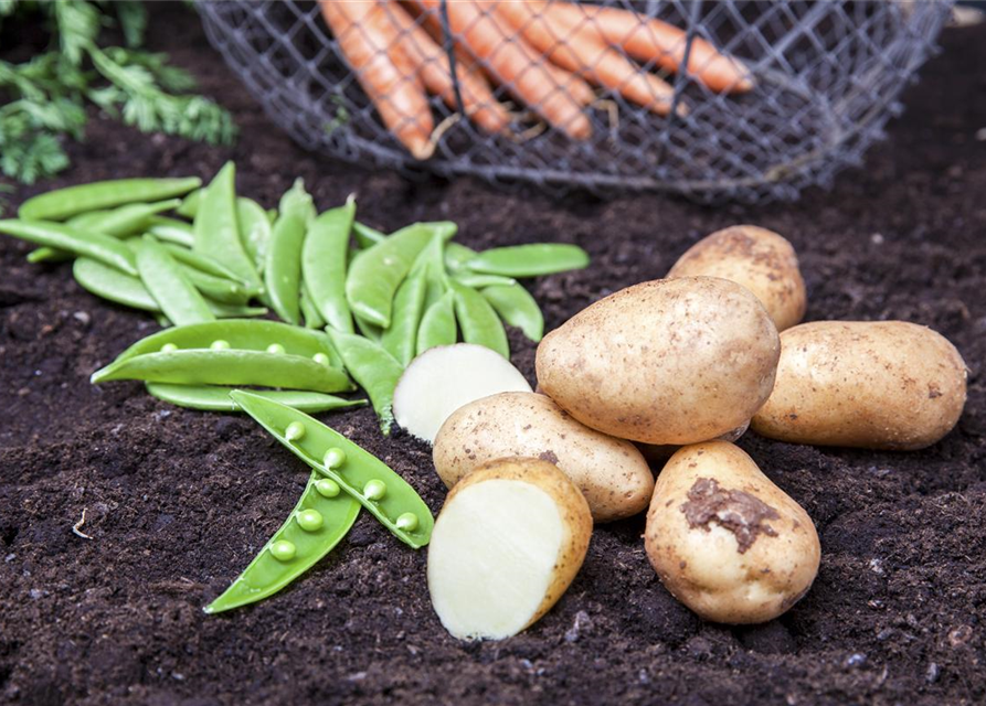 Solanum tuberosum