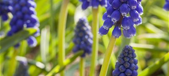 Muscari armeniacum