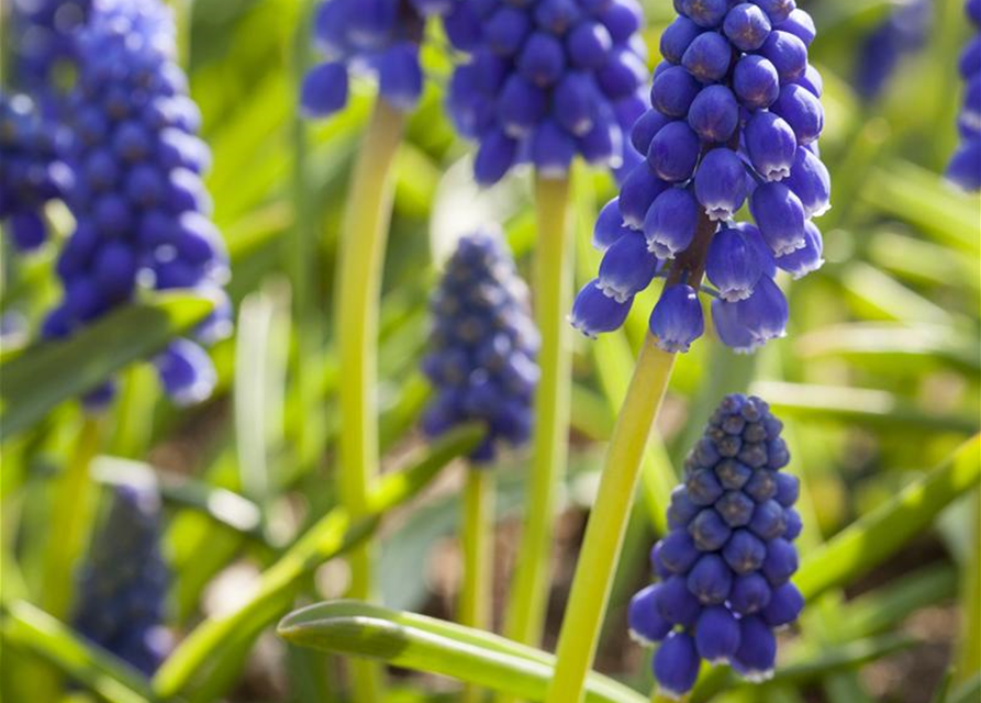 Muscari armeniacum