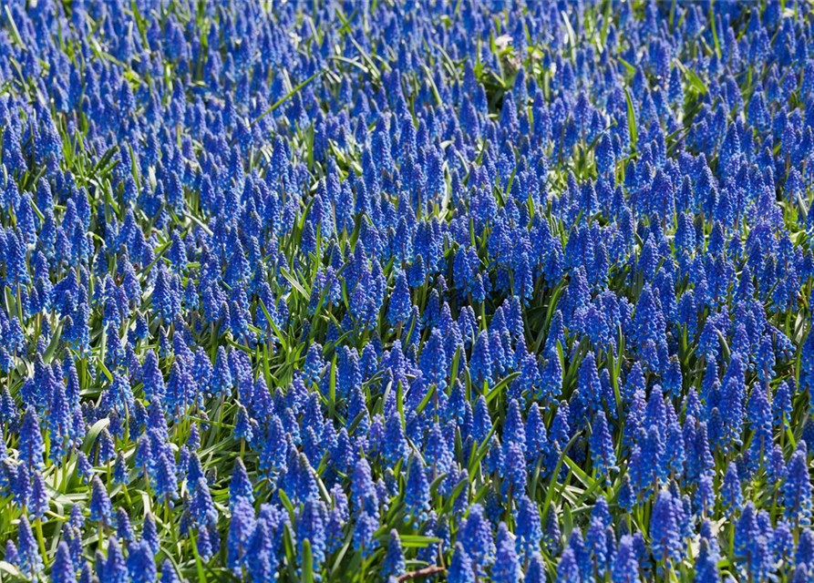 Muscari armeniacum