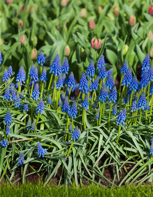 Muscari armeniacum