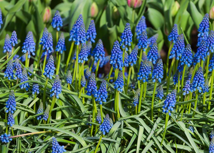 Muscari armeniacum